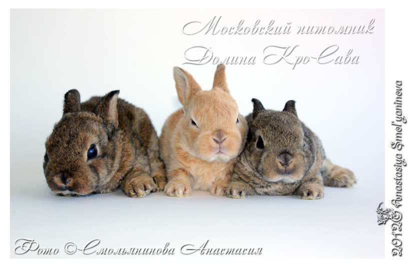 http://www.home-rabbit.ru/15062012/02-150612.jpg