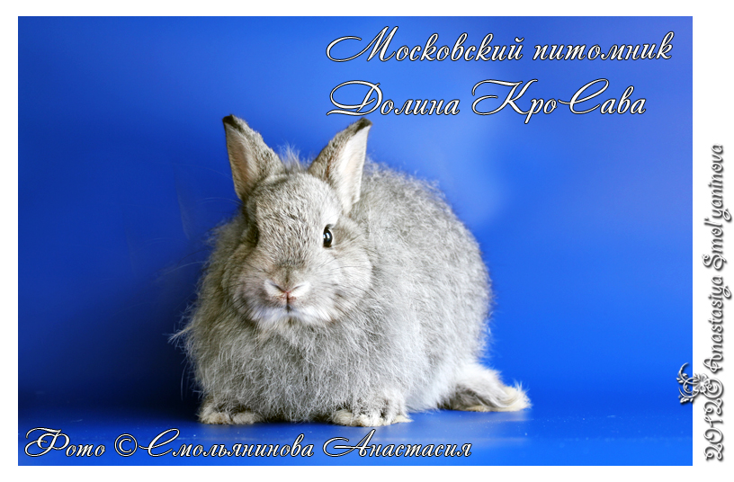 http://www.home-rabbit.ru/15062012/026.jpg