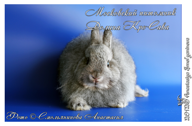 http://www.home-rabbit.ru/15062012/028.jpg
