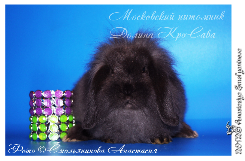 http://www.home-rabbit.ru/krolchata/01.jpg