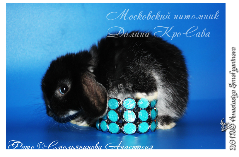 http://www.home-rabbit.ru/krolchata/06.jpg