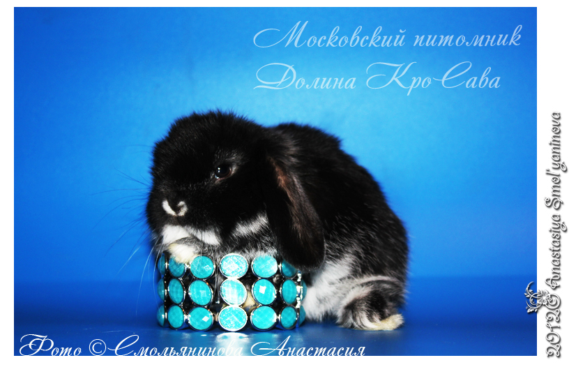 http://www.home-rabbit.ru/krolchata/07.jpg