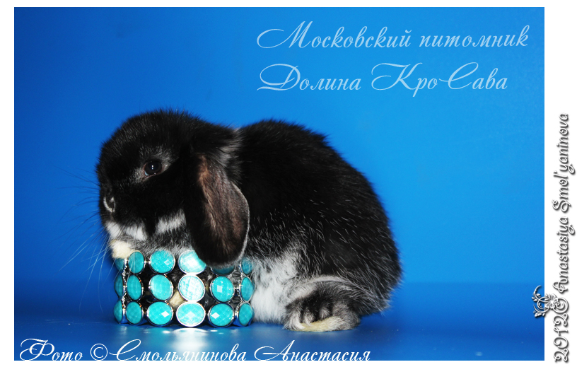 http://www.home-rabbit.ru/krolchata/08.jpg