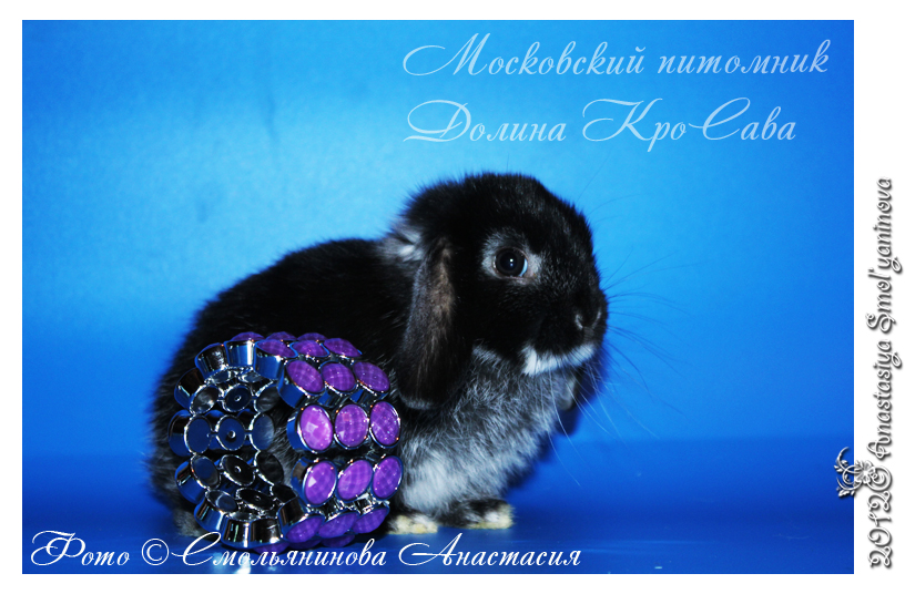 http://www.home-rabbit.ru/krolchata/09.jpg