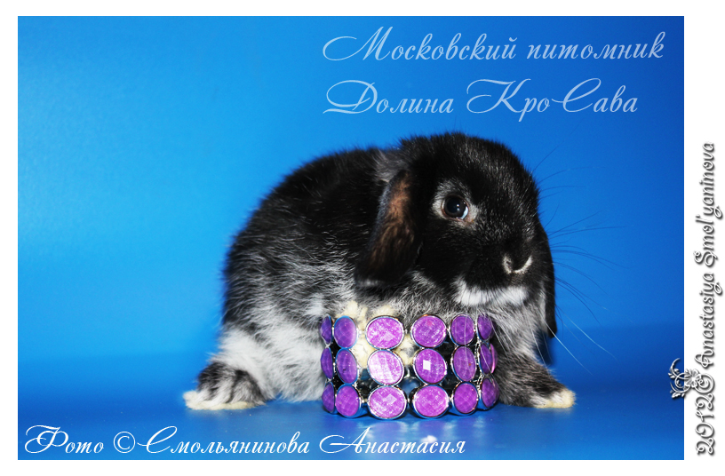 http://www.home-rabbit.ru/krolchata/10.jpg