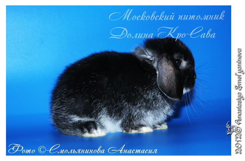 http://www.home-rabbit.ru/krolchata/11.jpg