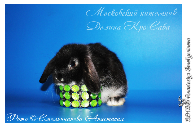 http://www.home-rabbit.ru/krolchata/13.jpg