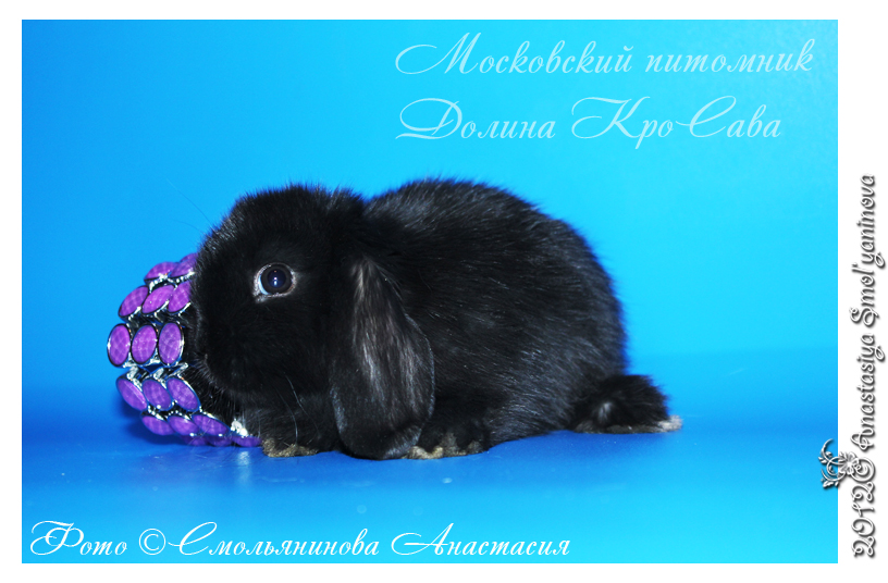 http://www.home-rabbit.ru/krolchata/15.jpg