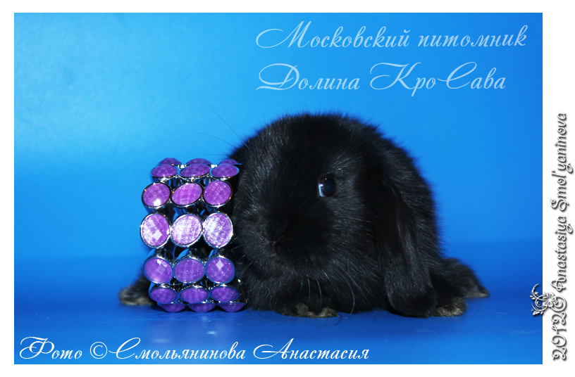 http://www.home-rabbit.ru/krolchata/17.jpg