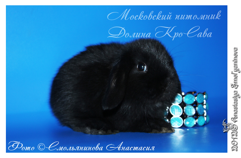 http://www.home-rabbit.ru/krolchata/18.jpg