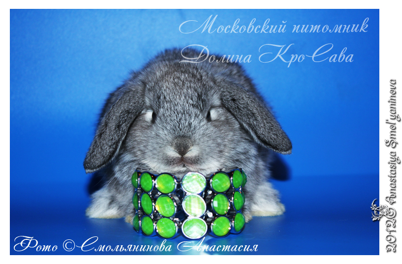 http://www.home-rabbit.ru/krolchata/21.jpg