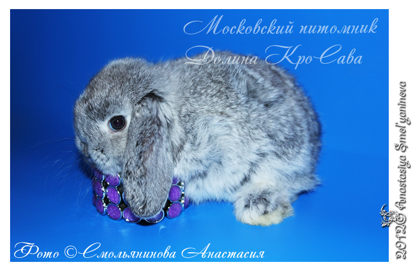 http://www.home-rabbit.ru/krolchata/25.jpg