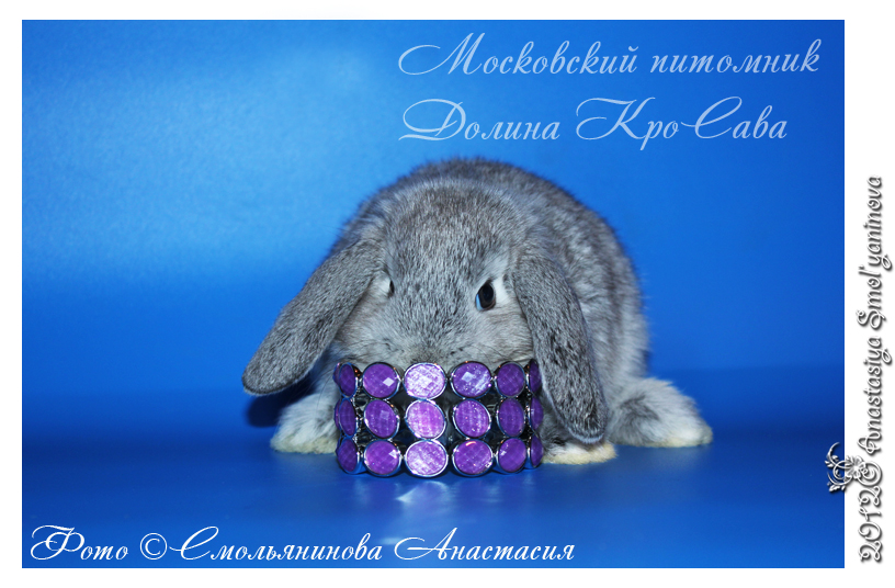 http://www.home-rabbit.ru/krolchata/26.jpg