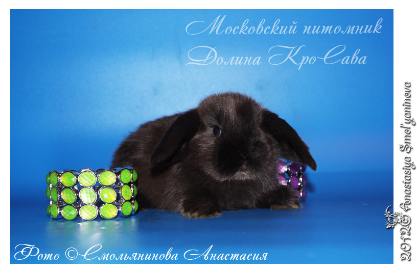 http://www.home-rabbit.ru/krolchata/29.jpg