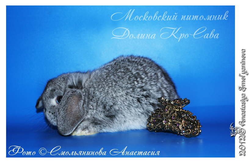 http://www.home-rabbit.ru/krolchata/33.jpg