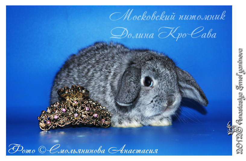 http://www.home-rabbit.ru/krolchata/35.jpg