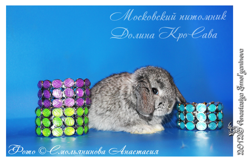 http://www.home-rabbit.ru/krolchata/36.jpg