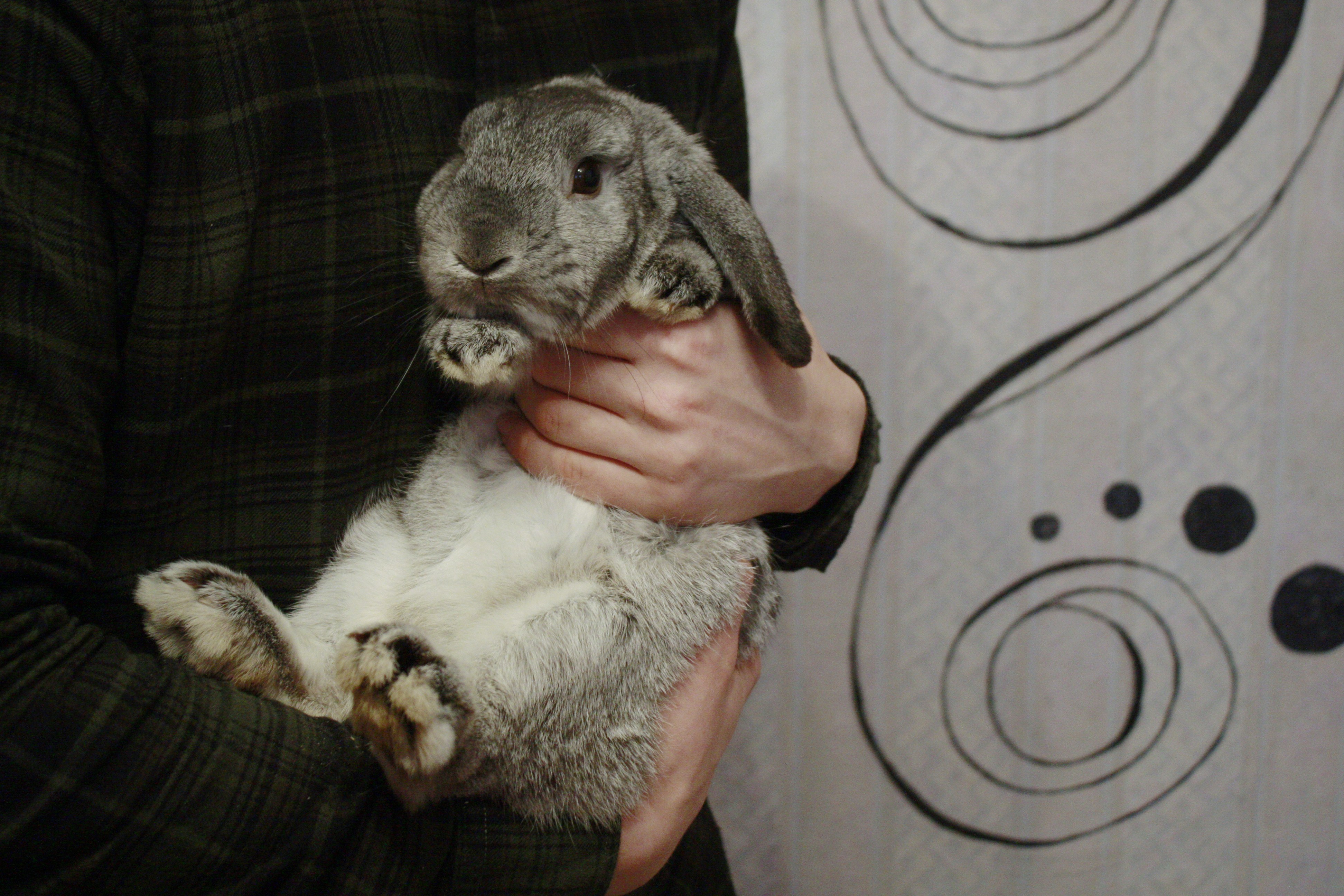 карликовые кролики: Питомник Долина КроСава