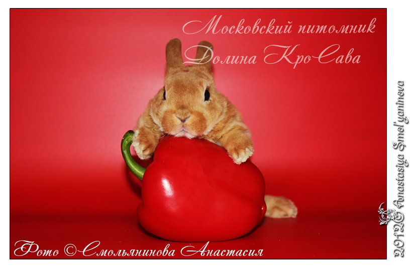 http://www.home-rabbit.ru/red-foto/01.jpg