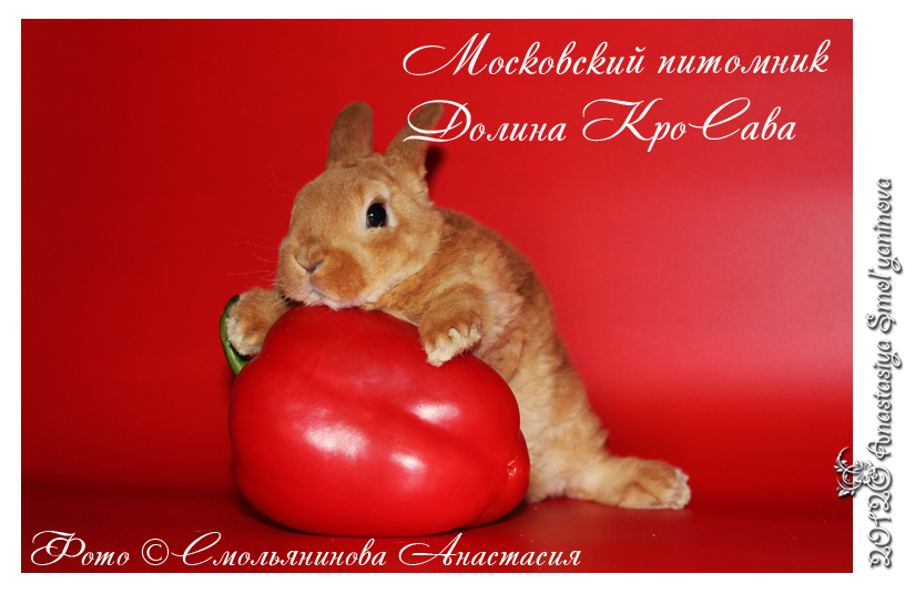 http://www.home-rabbit.ru/red-foto/02.jpg