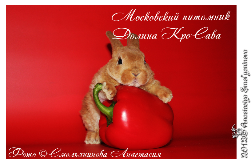 http://www.home-rabbit.ru/red-foto/03.jpg