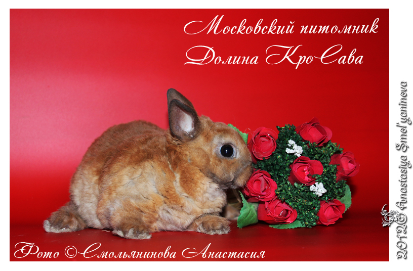 http://www.home-rabbit.ru/red-foto/04.jpg