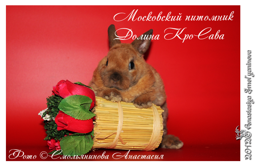 http://www.home-rabbit.ru/red-foto/05.jpg