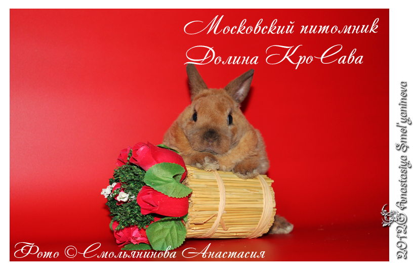 http://www.home-rabbit.ru/red-foto/06.jpg