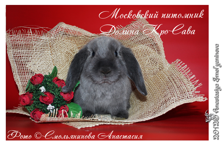 http://www.home-rabbit.ru/red-foto/07.jpg