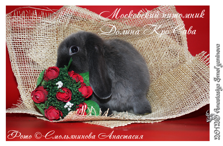 http://www.home-rabbit.ru/red-foto/08.jpg