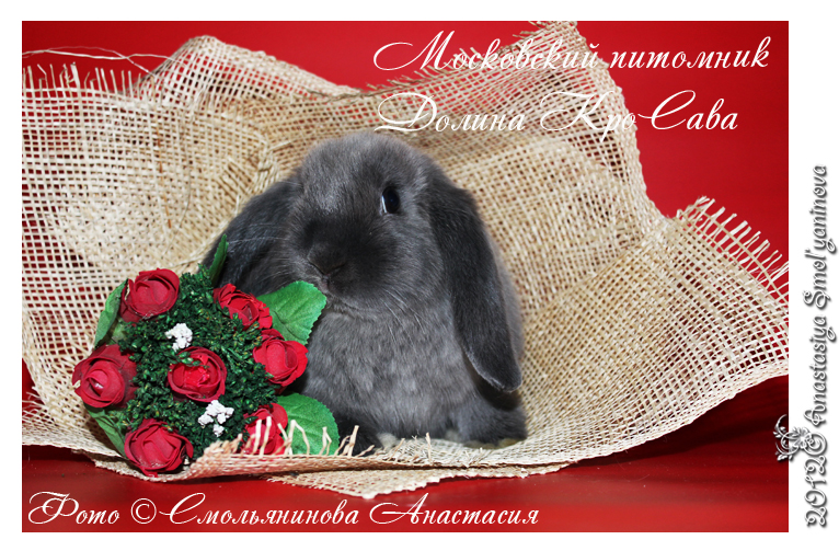 http://www.home-rabbit.ru/red-foto/09.jpg