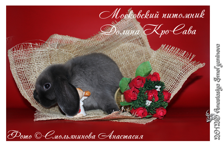 http://www.home-rabbit.ru/red-foto/12.jpg