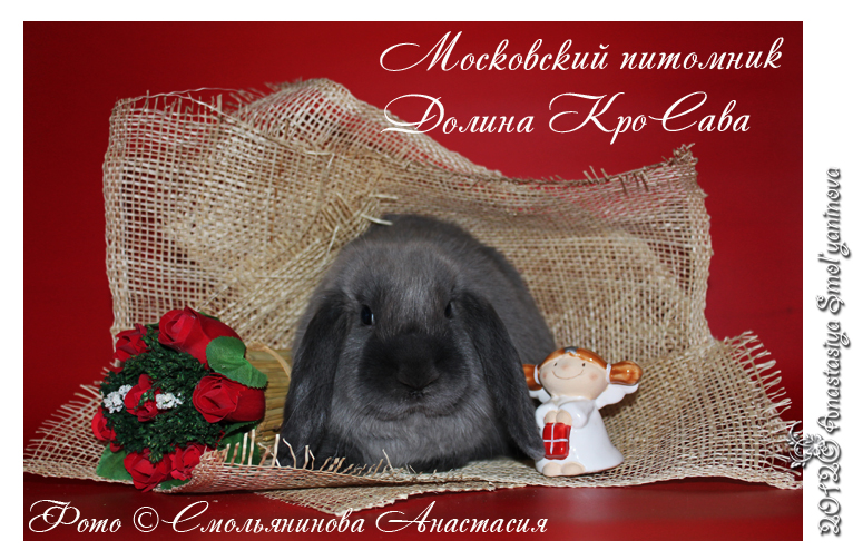 http://www.home-rabbit.ru/red-foto/13.jpg