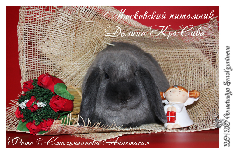 http://www.home-rabbit.ru/red-foto/14.jpg