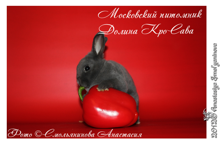 http://www.home-rabbit.ru/red-foto/15.jpg