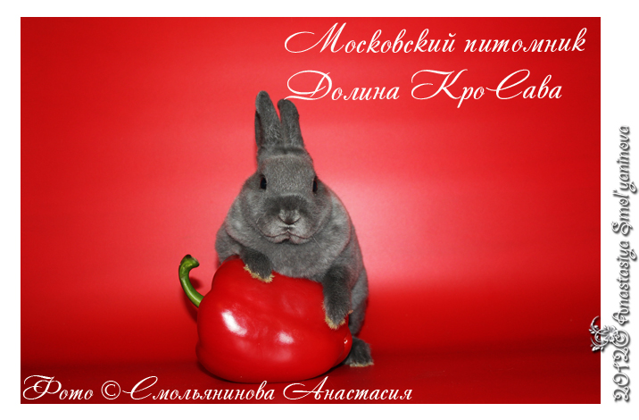 http://www.home-rabbit.ru/red-foto/16.jpg