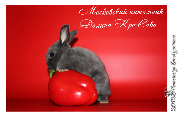 http://www.home-rabbit.ru/red-foto/17.jpg