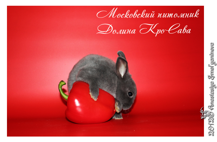 http://www.home-rabbit.ru/red-foto/18.jpg