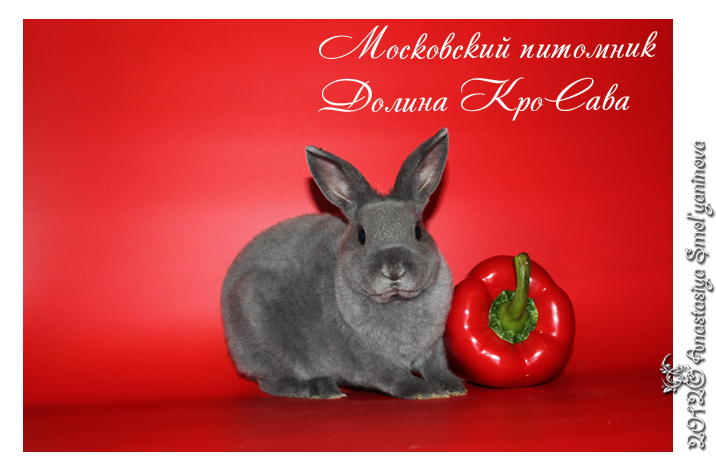 http://www.home-rabbit.ru/red-foto/20.jpg