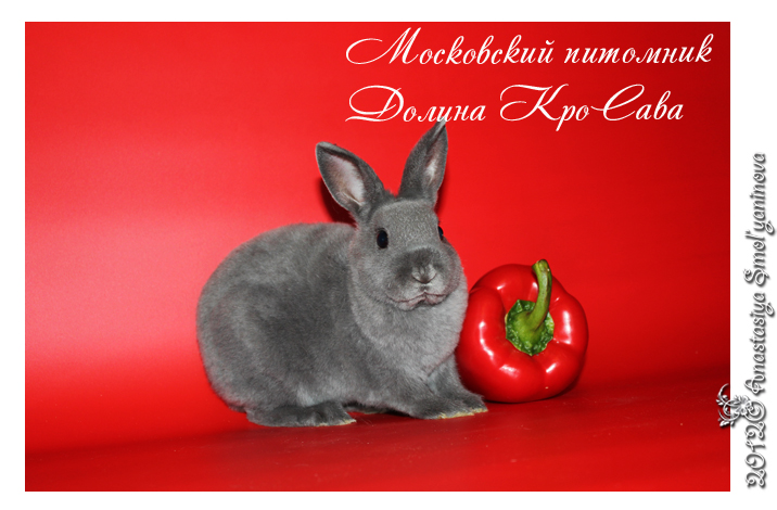 http://www.home-rabbit.ru/red-foto/21.jpg