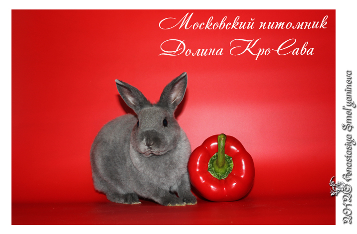http://www.home-rabbit.ru/red-foto/22.jpg