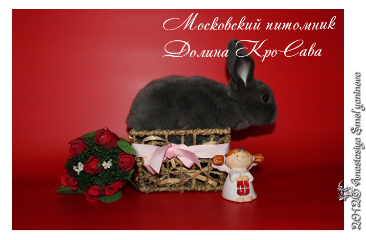 http://www.home-rabbit.ru/red-foto/23.jpg