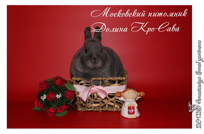 http://www.home-rabbit.ru/red-foto/24.jpg