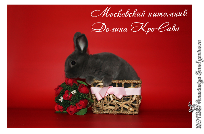 http://www.home-rabbit.ru/red-foto/25.jpg