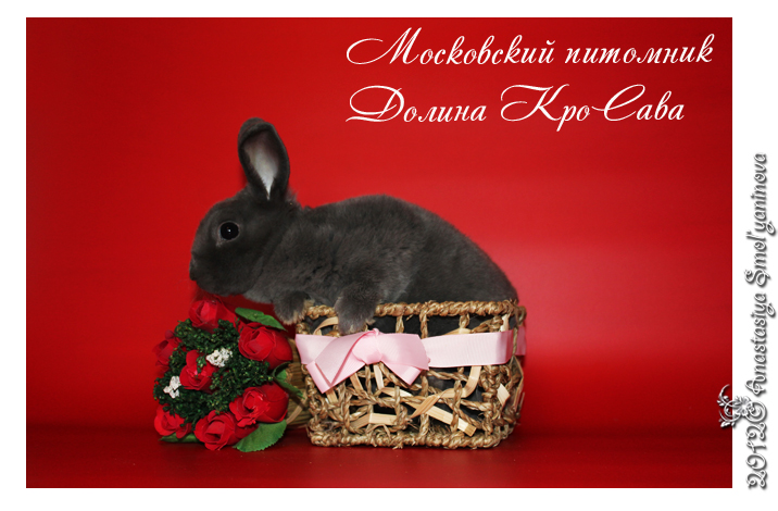 http://www.home-rabbit.ru/red-foto/26.jpg